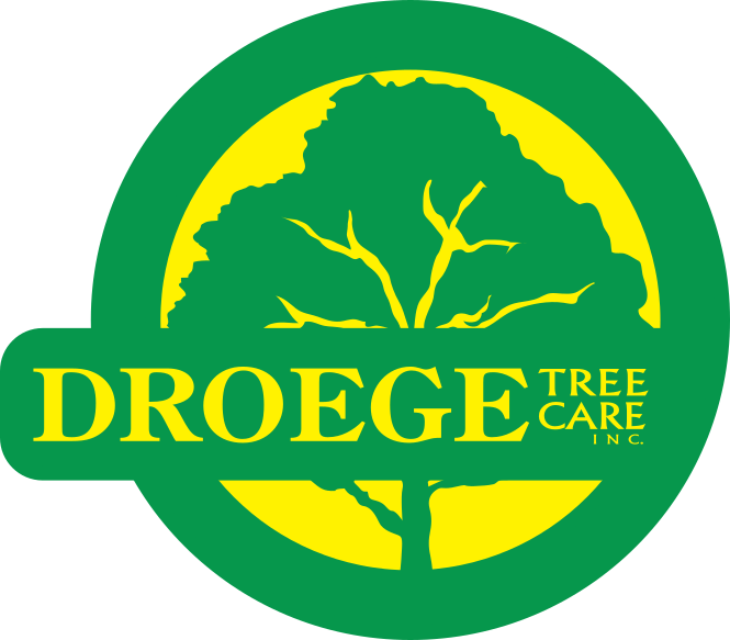 Droege Tree